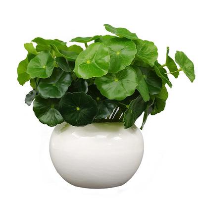塑料绿植物桌面摆设多肉仿真花