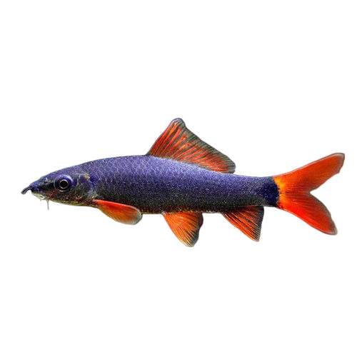 观赏鲨彩虹鲨鱼金苔鼠鱼除藻鱼清洁鱼鱼热带鱼清道夫蓝鲨淡水包邮