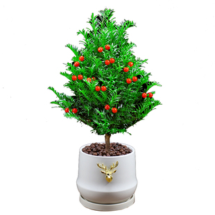 红豆杉树苗盆栽室内外阳台盆景耐寒客厅四季常青好养植物桌面绿植