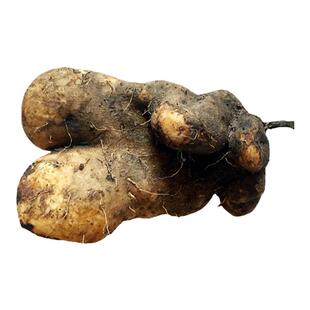 四川新鲜脚板薯火苕时令蔬菜现挖白心粉糯脚大白薯毛薯野山药切苕