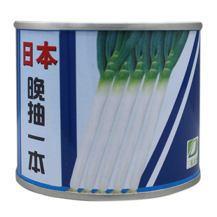 日本钢葱种子 铁杆大葱种子 四季蔬菜葱籽高产抗倒伏抗病实心葱子