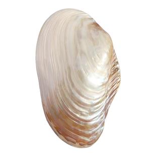 天然海螺贝壳超大珍珠贝光泽双面蚌壳地中海家居装饰创意收藏摆件