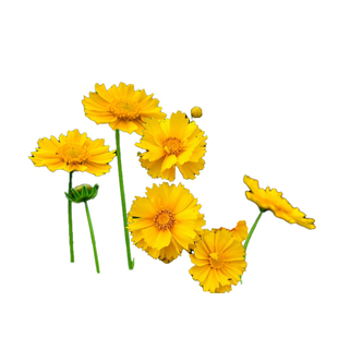 金鸡菊花籽多年生宿根矮生大花金鸡菊花种籽子四季易活单瓣重瓣