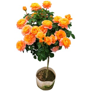 树状月季花苗四季特大浓香阳台花卉盆栽植物嫁接树桩欧月高杆玫瑰