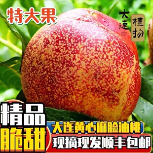 大连麻脸油桃自家种植麻脸油桃新鲜饱满肉厚皮薄