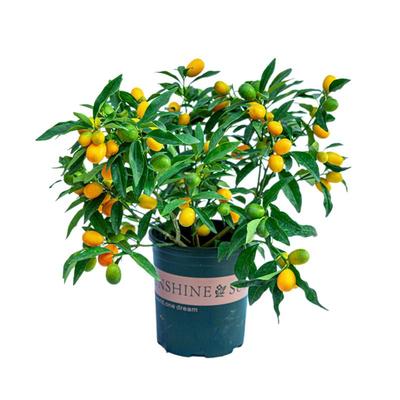 金桔树盆栽带果可食用
