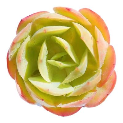 多肉植物组合套餐玉露冰玉橙梦露熊童子桃蛋红宝石吉娃娃钱串麦秆