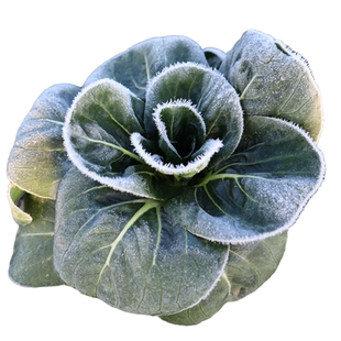 农家新鲜蔬菜霜冻苏州青油菜鲜嫩露天太湖青菜大青菜软糯甜5斤