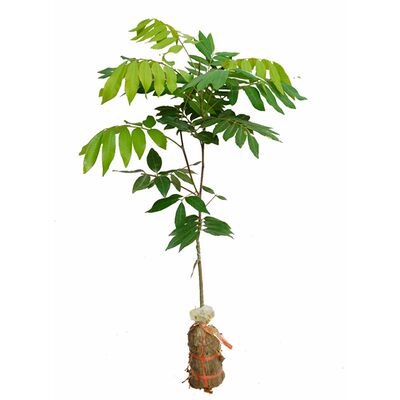 红皮国庆石峡储良四季龙眼苗高产