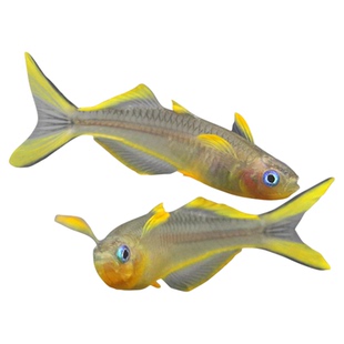 霓虹燕子鱼新郎官淡水草缸群游小型灯科鱼热带热带鱼观赏活体包活