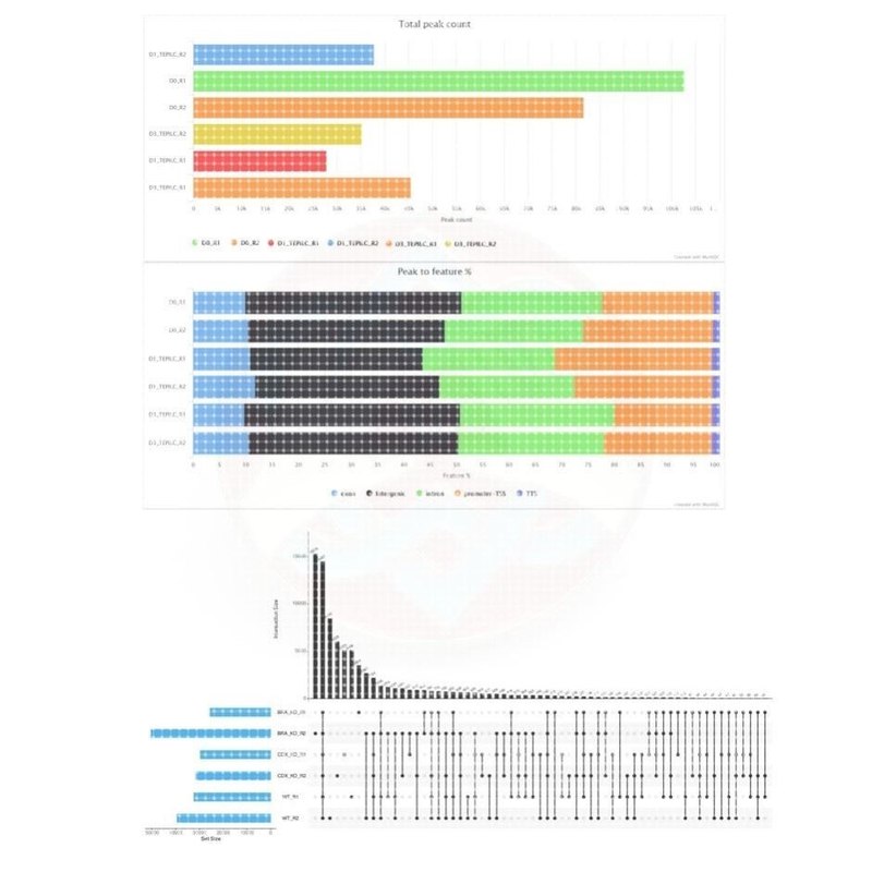 生物信息ATAC-seq染色质可及性/开放性测序数据生信分析 ATACseq