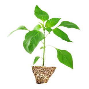 线椒种籽辣椒苗秧苗薄皮杭椒种子阳台四季春季蔬菜苗辣椒种孑大全