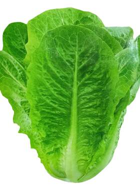 夏季蔬菜种子抗热蔬菜籽菠菜