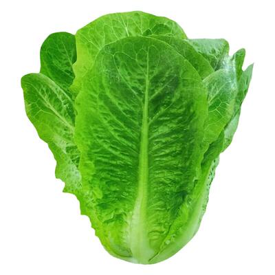 夏季蔬菜种子抗热蔬菜籽菠菜
