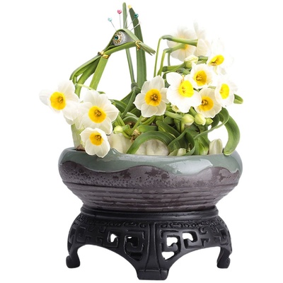 特级大球雕刻水仙花春节开花