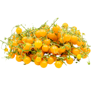 淘金黄醋栗迷你番茄种子传家宝皮薄高产浓郁多汁果味春秋阳台盆栽