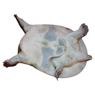 老甲鱼5年散养生态公甲鱼杀好的甲鱼现杀去内脏甲鱼肉新鲜水鱼