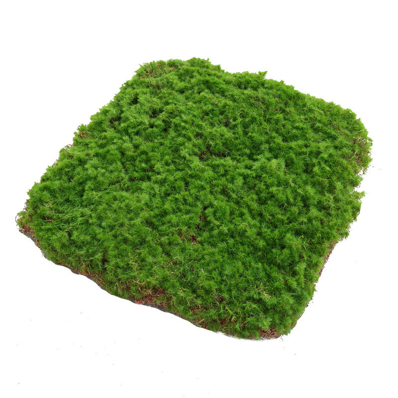 仿真青苔苔藓植绒草皮橱窗DIY造景花艺阳台景观摆放装饰多肉蘑菇