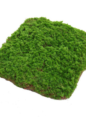 橱窗草皮苔藓造景塑料