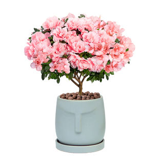 西洋粉色杜鹃花盆栽花卉植物室内窗台阳台开花带花苞大红树苗老桩