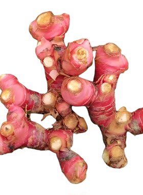 【现挖现发】潮汕南姜3年以上老姜新鲜调味品生态种植产地直发