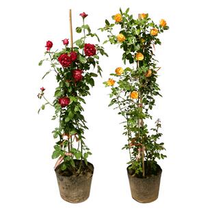 蔷薇花苗藤本月季大花浓香庭院爬藤植物花卉盆栽欧月玫瑰拱门花墙