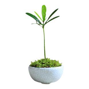 室内小盆栽罗汉松掌上盆景办公室绿植迷你盆栽植物桌面摆件绿植