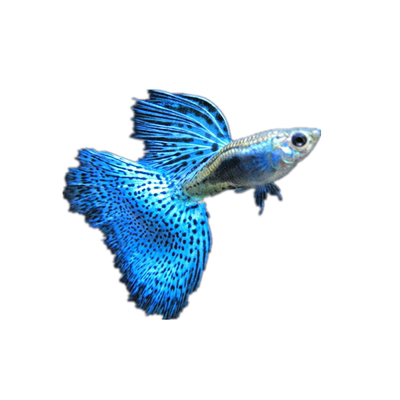 胎生鱼新手鱼直接纯种包邮凤尾鱼