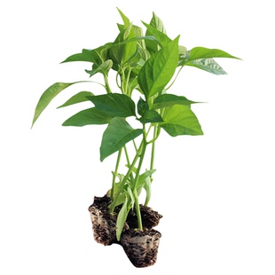 大红泡椒苗辣椒苗秧青椒尖椒牛角椒苗青红两用春秋四季阳台盆栽苗