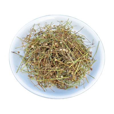 深山白花蛇舌草干野外生长中药材