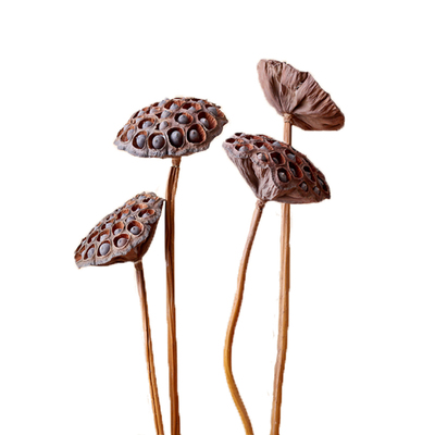 新品促销莲蓬真杆搭配装饰手工