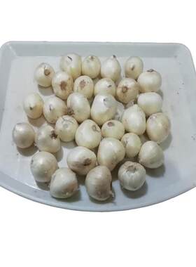 新鲜苦藠小根蒜团葱苦茭头