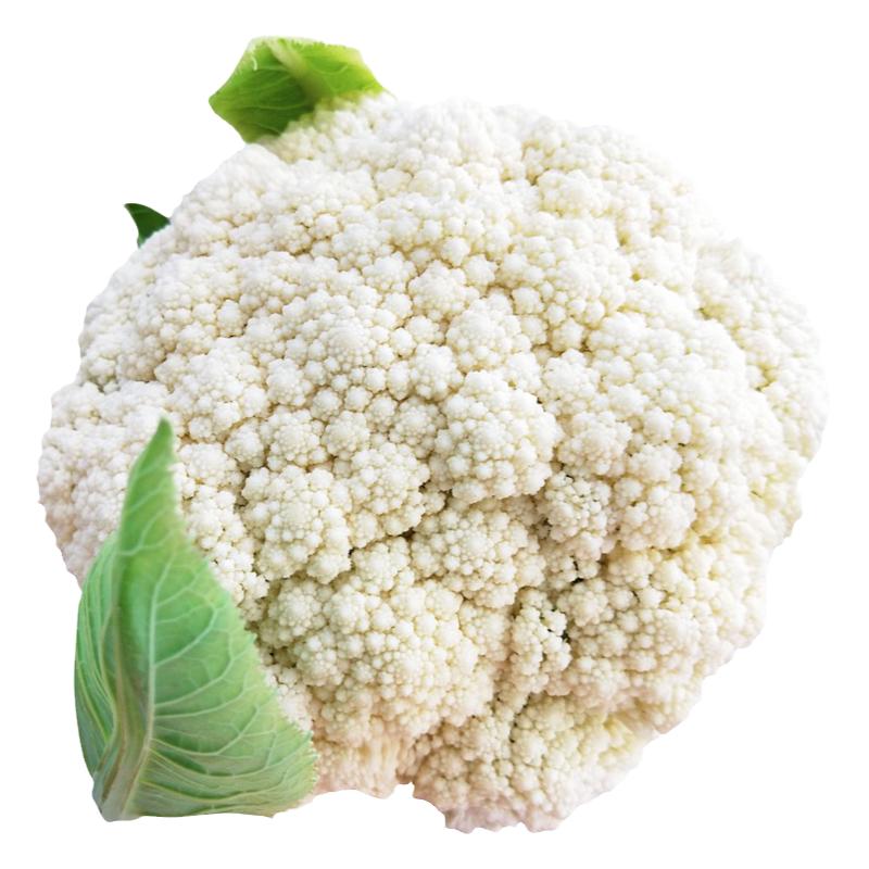 有机花菜苗松花菜苗四季盆栽