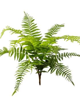 仿真肾蕨室内微景观绿植摆件
