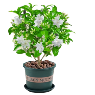 水晶茉莉花苗狗牙花盆栽丁香带花苞庭院阳台绿植四季开花植物花卉
