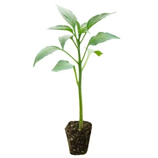 薄皮椒辣椒苗青皮辣椒椒苗四季庭院户外阳台种植不辣带土薄皮辣椒