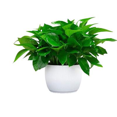 绿箩盆栽植物室内吸甲醛净化空气