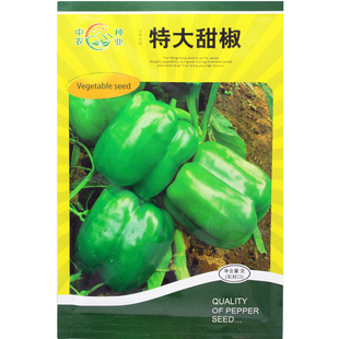 甜椒王辣椒种子 甜椒种子 大菜椒 阳台种菜蔬菜种子 数百粒易管理