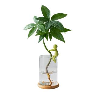 发财树水培盆栽桌面办公室工位绿植摆件富贵竹植物客厅招财小盆景