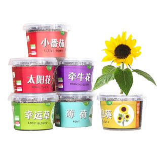 儿童种植小盆栽向日葵太阳花种子迷你植物幼儿园作业趣味小礼物