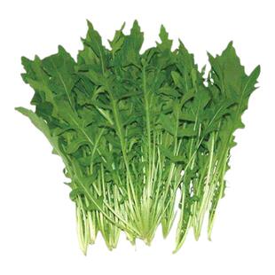 【顺丰包邮】5斤新鲜野菜野腊菜苔野雪里红野冲菜辣油菜蔬菜春菜