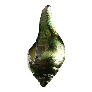 禅悦佛艺古法琉璃法螺古法妙音海螺左旋大海螺家用品八供品彩色款