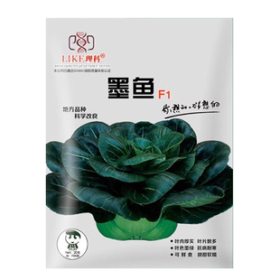 苏州青菜籽黑叶矮脚苏州青种子上海青黑大头太湖菜黑菜四季小白菜