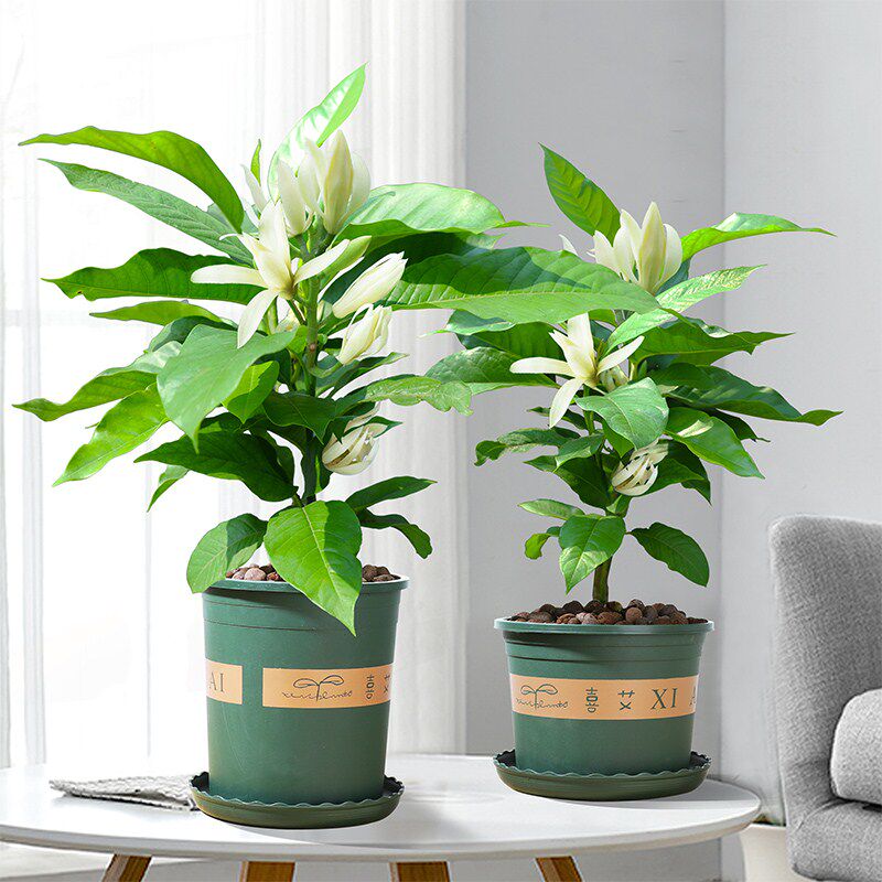 白兰花鲜花盆栽带花苞白玉兰花盆景花卉植物室内绿植花苗好养活