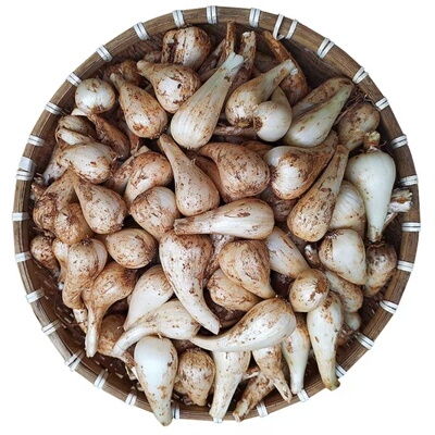 现挖荞头新鲜脆嫩可腌制泡菜藠头