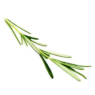 新鲜迷迭香现采摘发货坏单包赔