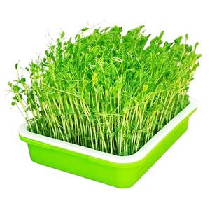 芽苗菜种子水培菜小麦草豌豆松柳油葵香椿苗绿豆芽西蓝花苗花生芽