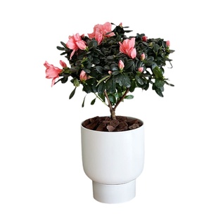 亲爱的绿植西洋杜鹃盆栽花卉四季开花室内好养杜鹃鲜花苗带花苞