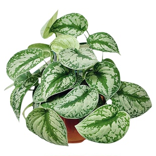 大叶小叶银斑葛花叶绿萝盆栽好养办公室内桌面绿植物长藤垂吊水培