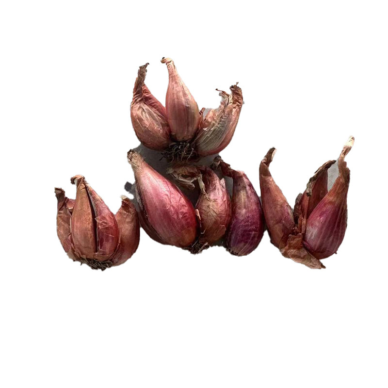 红葱头种苗阳台四季盆栽蔬菜苗